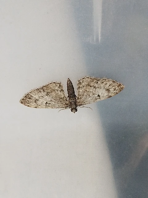 Eupithecia dodoneata - tölgy-törpearaszoló