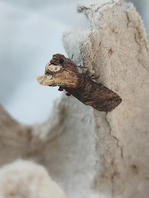 Abrostola triplasia - közönséges csalánbagoly
