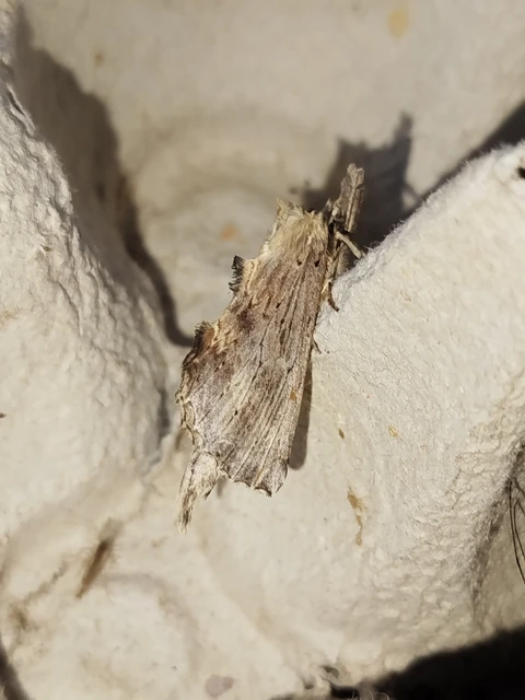 Pterostoma palpina - csőrös púposszövő