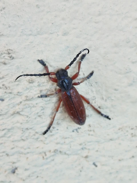 Dorcadion fulvum - barna gyalogcincér