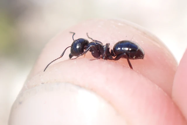 Camponotus piceus - szurkos lóhangya
