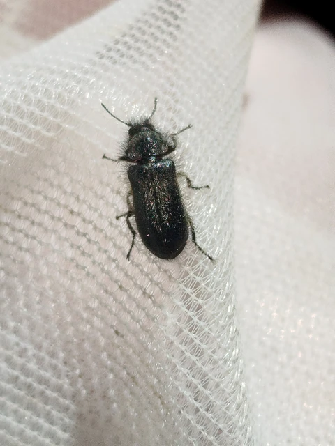Enicopus pilosus - bundás karimásbogár