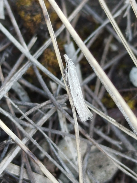 Megacraspedus imparellus - balkáni kopármoly