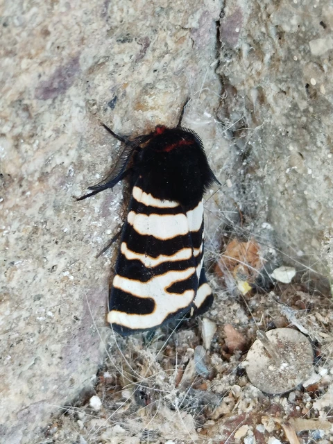 Arctia festiva - díszes medvelepke