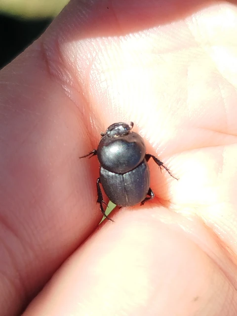 Euonthophagus amyntas alces - egyléces trágyatúró