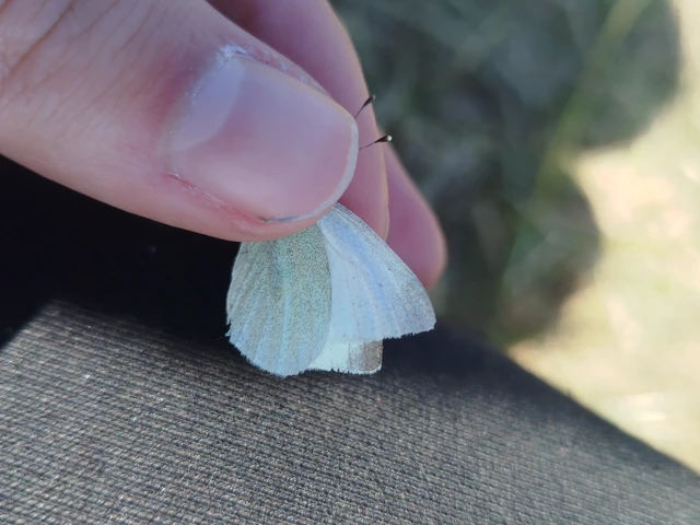 Pieris ergane - sziklai fehérlepke