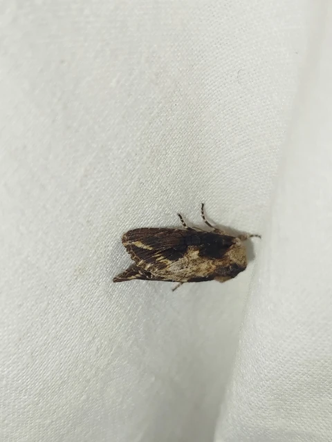 Egira conspicillaris - változékony szürkebagoly