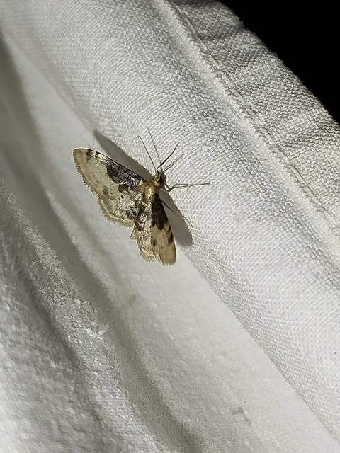 Idaea filicata - sötéttövű apróaraszoló