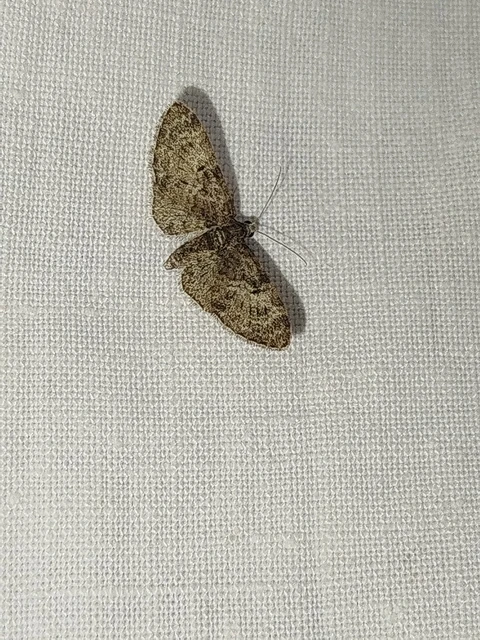 Eupithecia dodoneata - tölgy-törpearaszoló