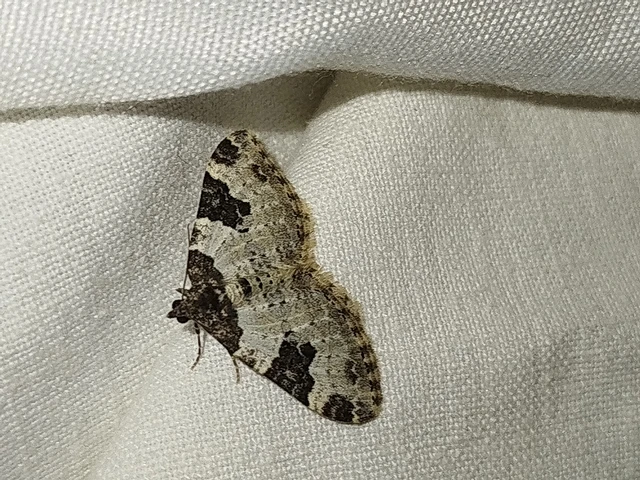 Xanthorhoe fluctuata - közönséges tarkaaraszoló
