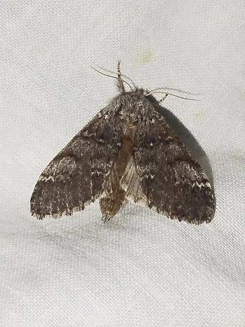 Drymonia ruficornis - cserfa-púposszövő