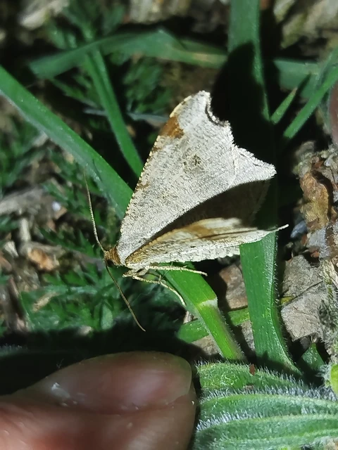 Macaria alternata - közönséges szürkearaszoló