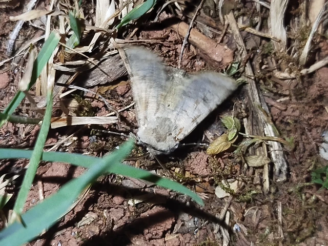 Agrotis cinerea - szürkés földibagoly