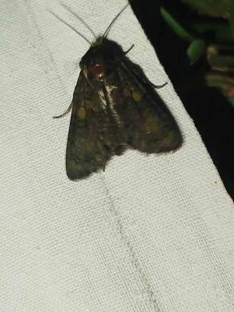 Craniophora ligustri - fagyalbagoly