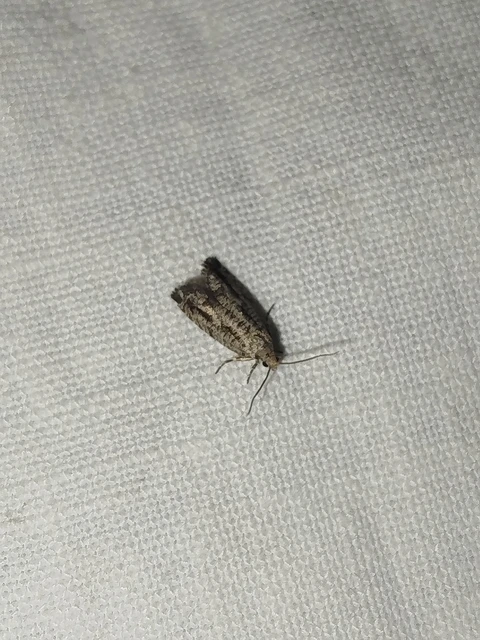 Epinotia granitana - lucfenyőkéreg-tükrösmoly