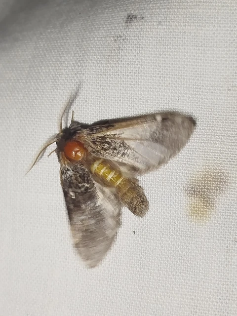 Drymonia dodonea - bélyeges púposszövő