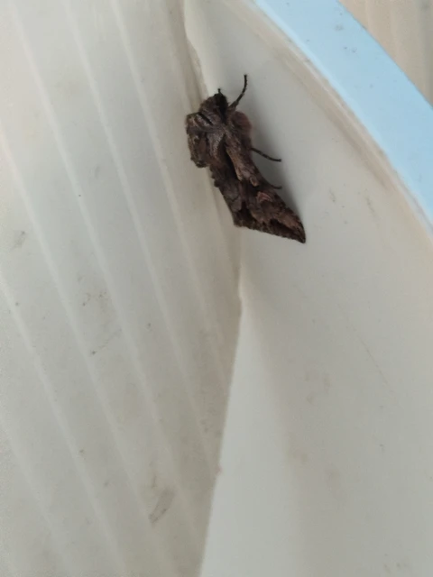 Chloantha hyperici - orbáncfű-sugarasbagoly
