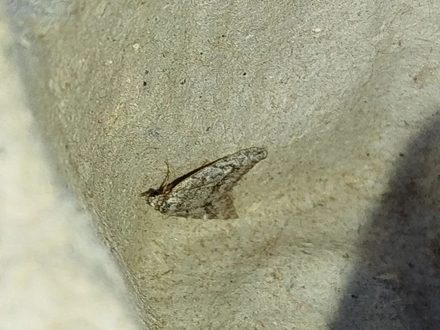 Nola cicatricalis - szürke pamacsosszövő
