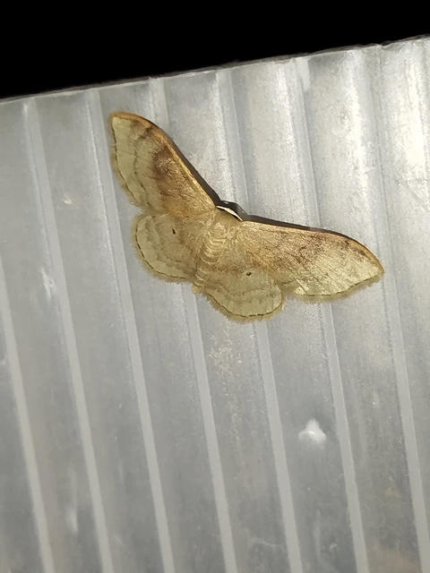 Idaea degeneraria - barnasávos araszoló