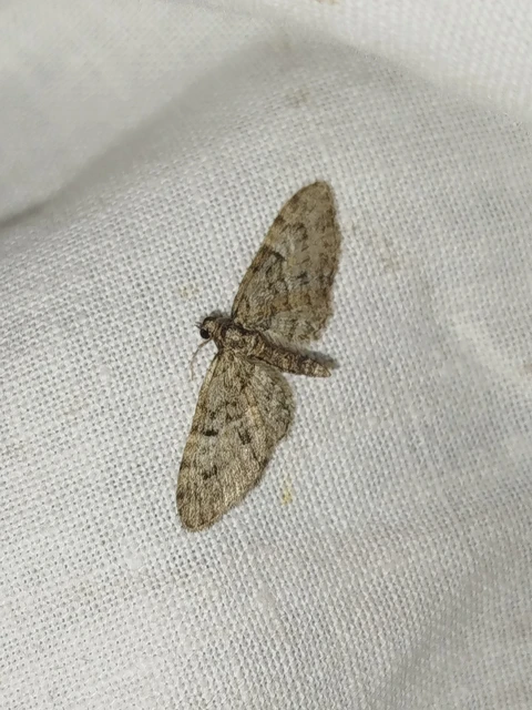 Eupithecia dodoneata - tölgy-törpearaszoló