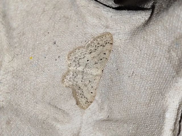 Scopula marginepunctata - pettyes sávosaraszoló