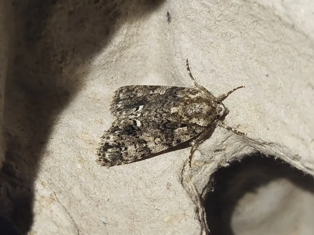 Acronicta rumicis - sóska-szigonyosbagoly Acronicta rumicis - sóska-szigonyosbagoly