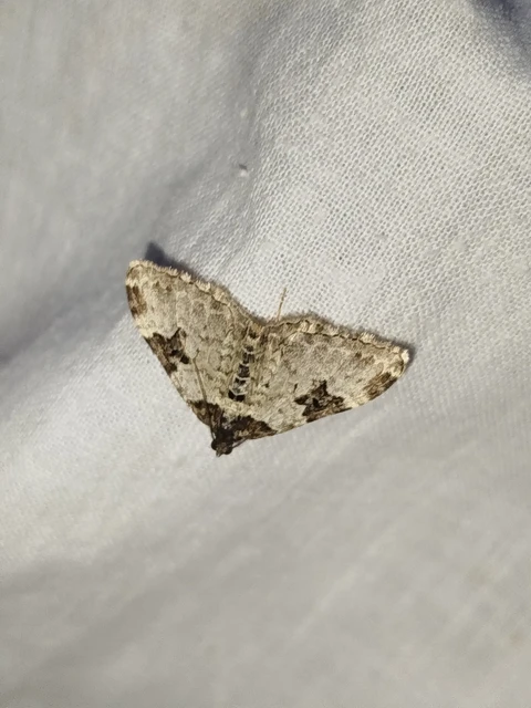 Xanthorhoe fluctuata - közönséges tarkaaraszoló