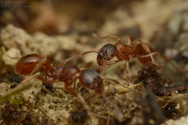 Myrmica rubra - közönséges bütyköshangya