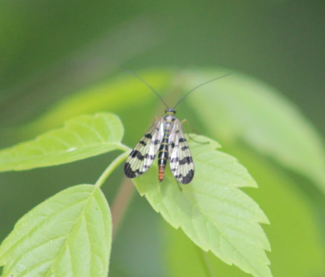 Mecoptera - Csőrösrovarok