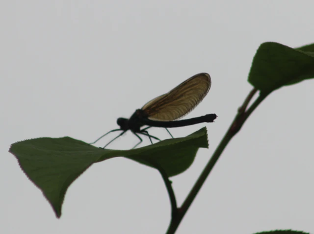 Calopteryx splendens - sávos szitakötő