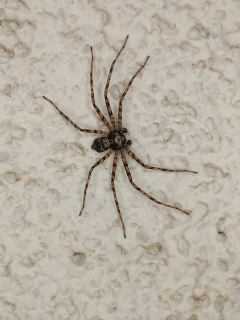 Philodromus