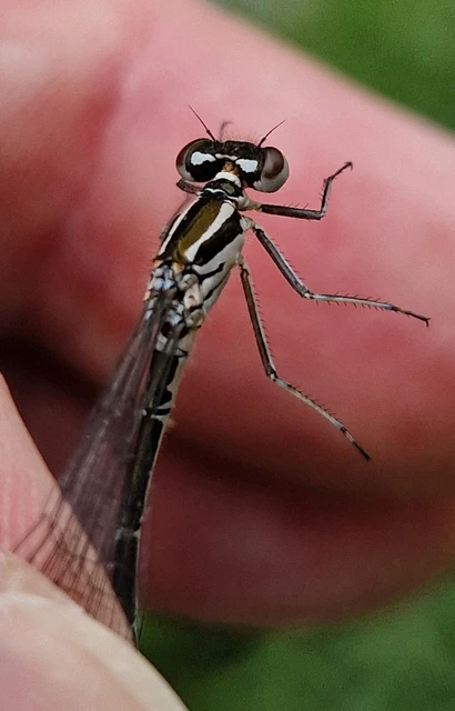 Coenagrion puella - azúrkék légivadász