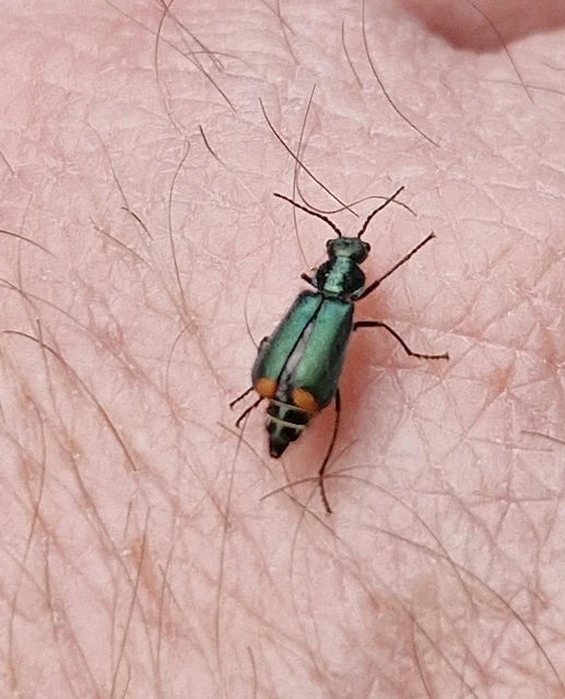 Melyridae - sziklaibogár-félék