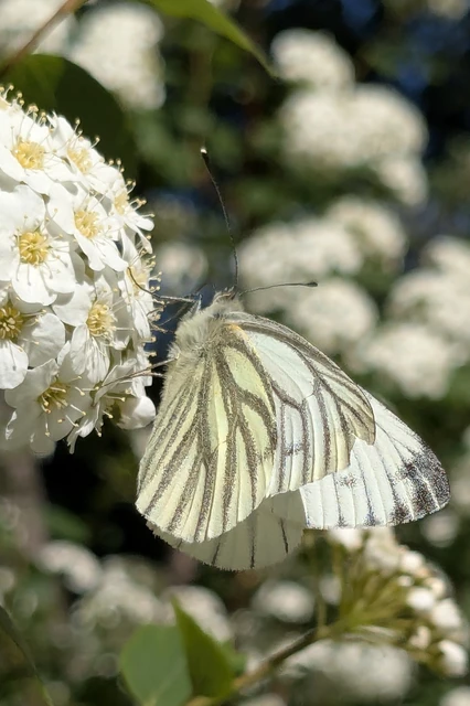 Pieris napi - repcelepke
