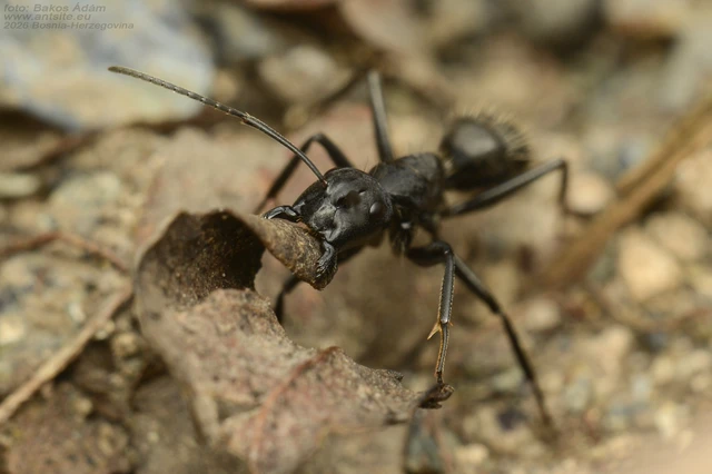 Camponotus vagus - fekete lóhangya