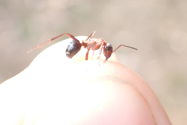 Formica rufibarbis - vörös rabszolgahangya