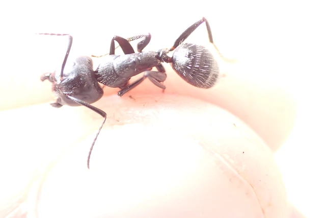 Camponotus vagus - fekete lóhangya