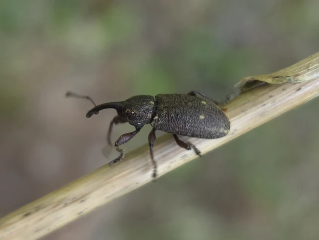 Tournotaris bimaculata - fűrészeslábú gyékényormányos