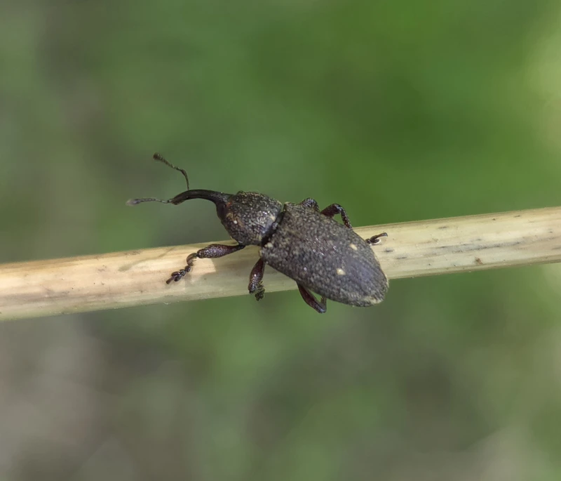 Tournotaris bimaculata - fűrészeslábú gyékényormányos