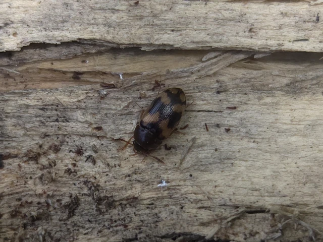 Mycetophagus piceus - hegyi gombabogár