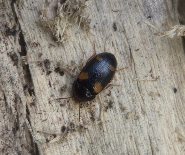 Mycetophagus quadripustulatus - négyfoltos gombabogár