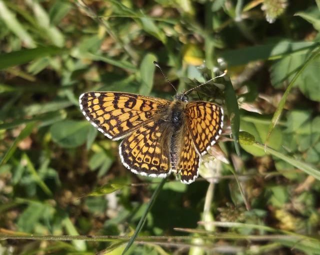 Melitaea cinxia - réti tarkalepke