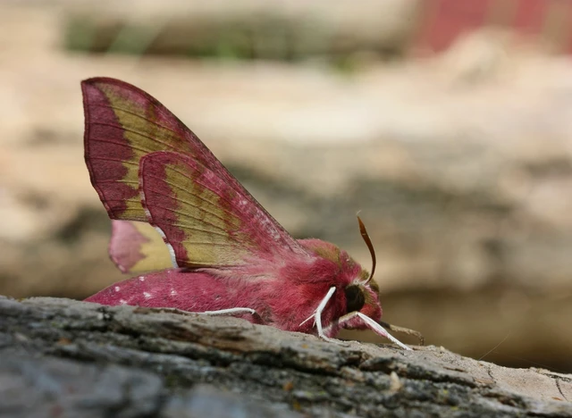 Deilephila porcellus - piros szender