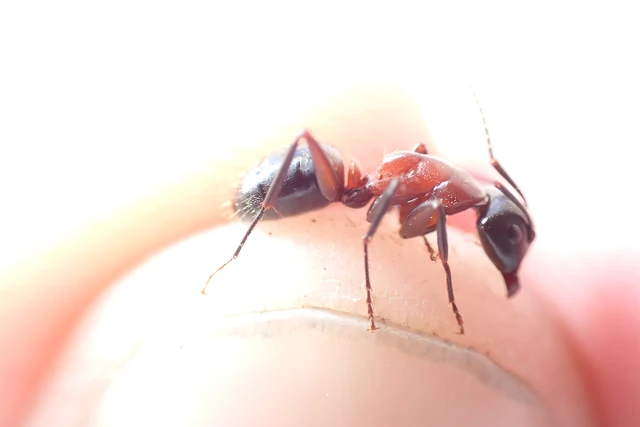 Camponotus ligniperda - faodvasító lóhangya