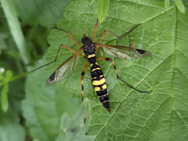 Ctenophora