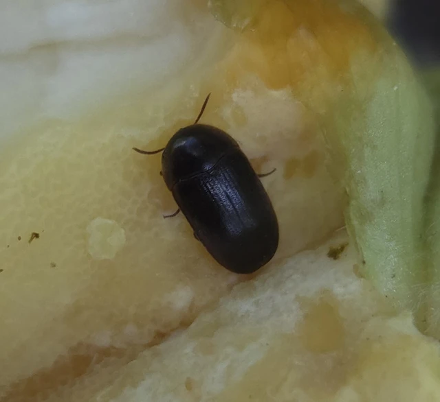 Eustrophus dermestoides - porvaszerű álkomorka