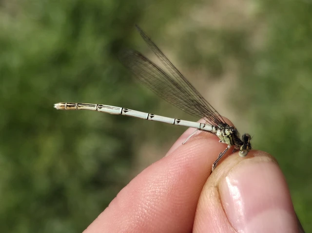 Platycnemis pennipes - széleslábú szitakötő