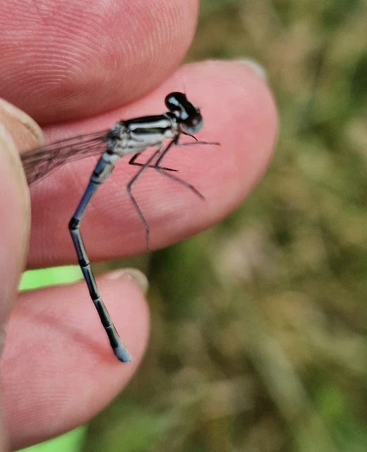 Coenagrion puella - azúrkék légivadász