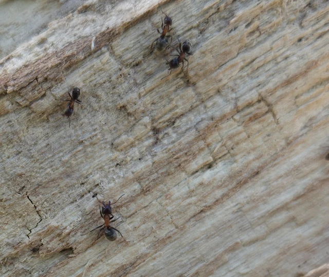 Liometopum microcephalum - tölgyfahangya