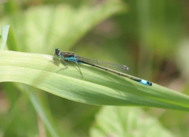 Ischnura elegans pontica - kéköves légivadász